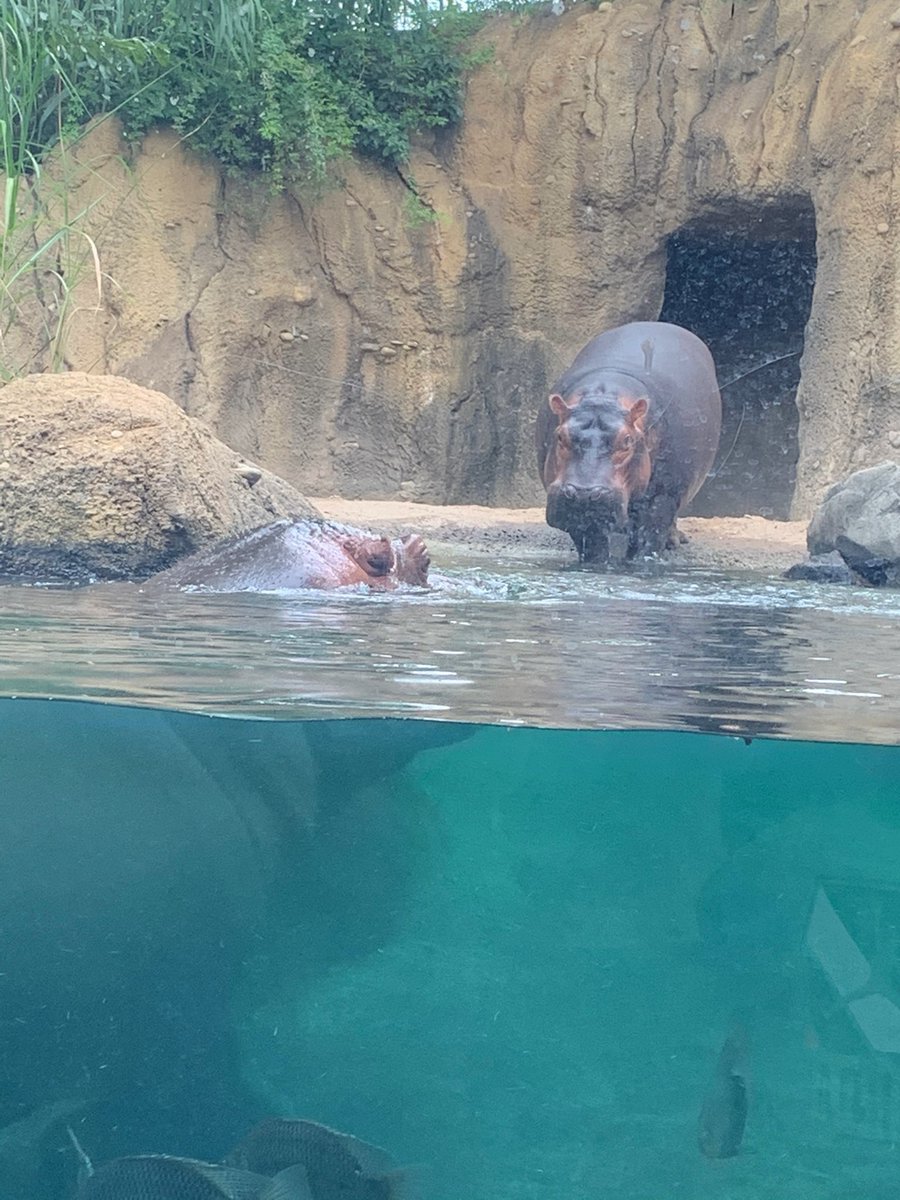 🎵I Want A Hippopotamus For Christmas has new meaning since I have met Fiona. #TeamFiona <a href="/CincinnatiZoo/">Cincinnati Zoo</a>