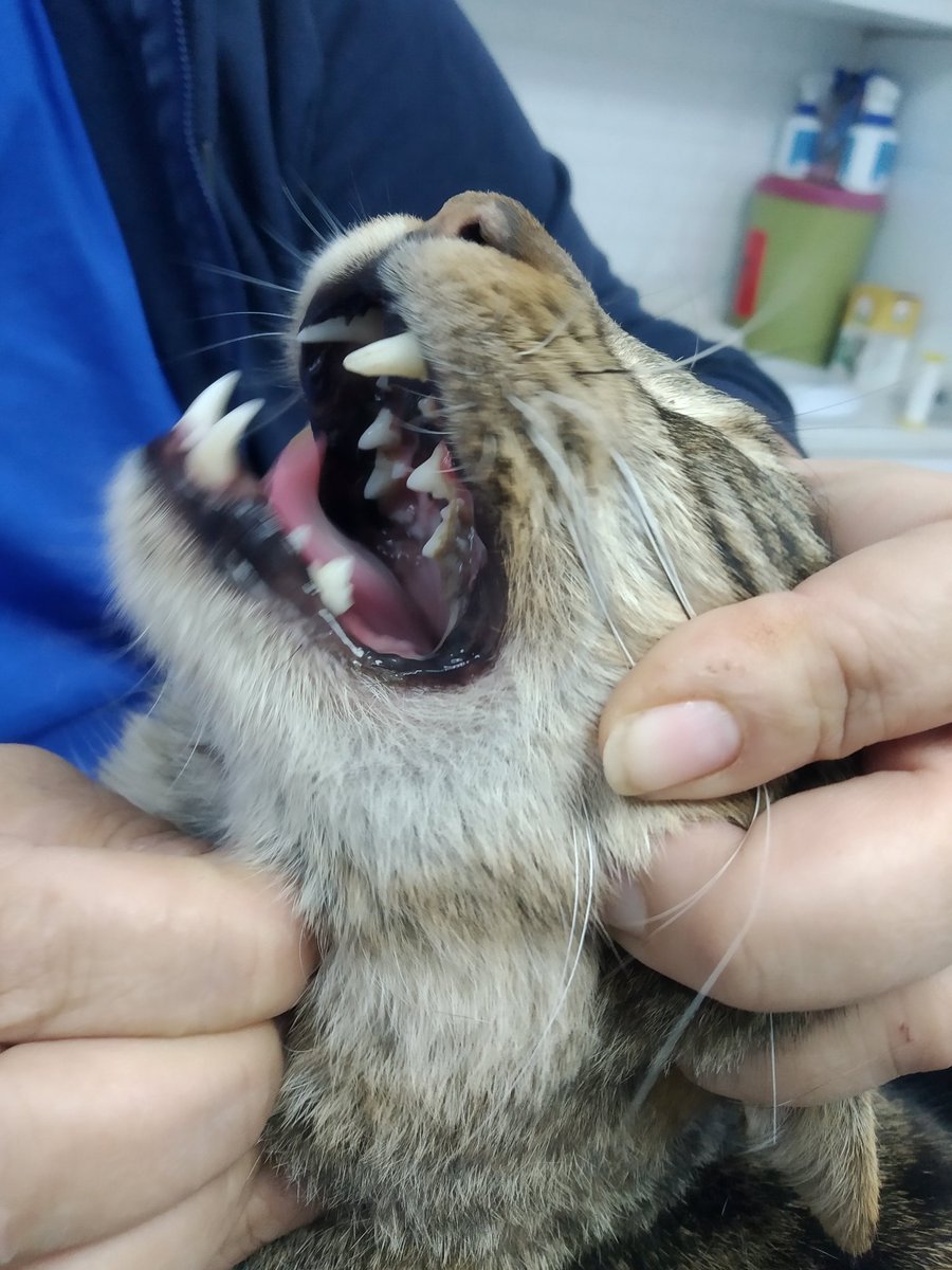 toprakana7440's tweet photo. Arkası yaralı kediyi almaya gittiğimde bu kediyle karşılaştım,mamayı yemek istiyor ama ağzına alıp bırakıyordu.Klinik muayenede Kuyruğu kırık, ağız içi çürük diş var, kaka-çişi kendiliğindenmi yapıyor belli değil, öksürüğü tespit edildi.Klinikte yer olmadığı için eve getirdim.++ https://t.co/KLsBtvme5a