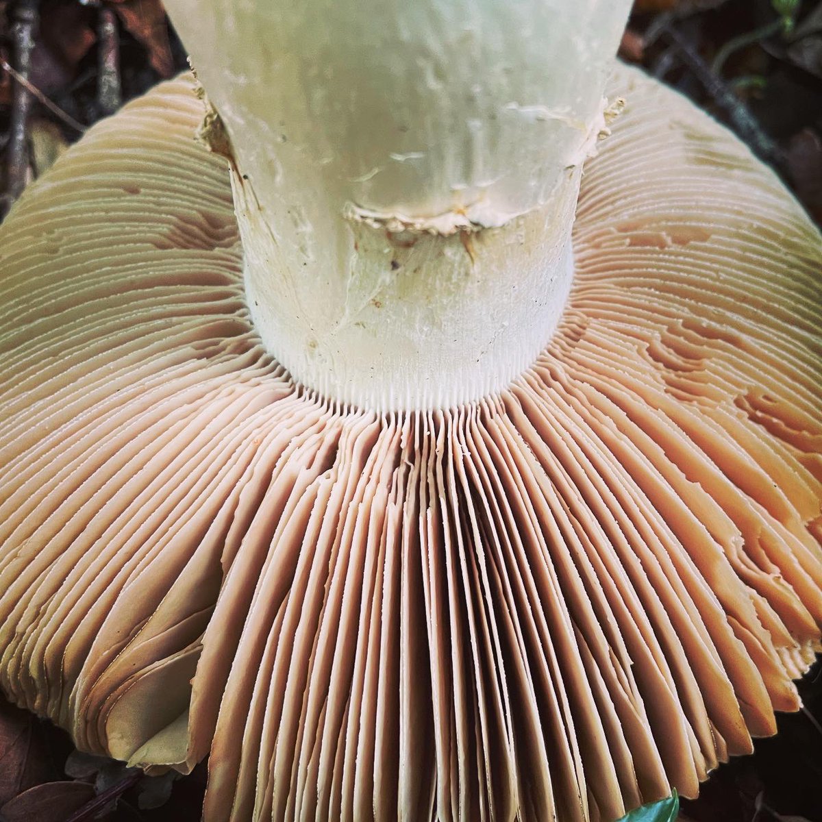foragingcourse's tweet photo. A pink gilled Solitary Amanita (Amanita solitaria var subeilliei). Quite a rare find in the UK, but the calcareous soil and Beech trees at @cerneygardens provide the perfect habitat. 
Not an edible species but a lovely find earlier this autumn.
#fungi #mushrooms #fungiphotography https://t.co/fb8CX1SZaA