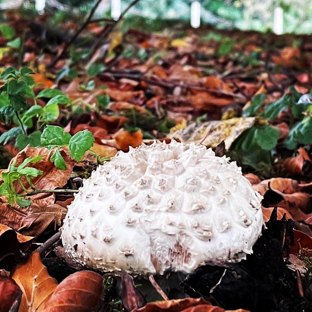 foragingcourse's tweet photo. A pink gilled Solitary Amanita (Amanita solitaria var subeilliei). Quite a rare find in the UK, but the calcareous soil and Beech trees at @cerneygardens provide the perfect habitat. 
Not an edible species but a lovely find earlier this autumn.
#fungi #mushrooms #fungiphotography https://t.co/fb8CX1SZaA