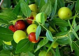 avdgastronomia's tweet photo. Ponsigué
La bebida alcohólica venezolana que toma su nombre de la fruta del ponsigué está enraizada en el imaginario nacional como néctar de paciencia y rito, bebida de secreto y de placeres egoístas, ‘agua de euforia’ que alebresta el cuerpo y alegra el espíritu.
#ponsigue https://t.co/CZBpoMOmCK