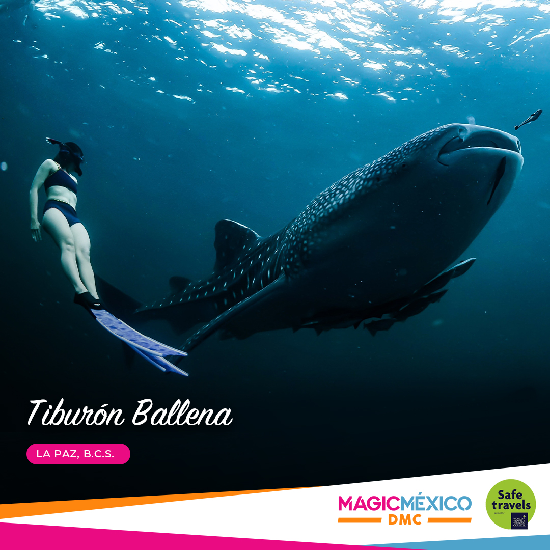 MagicMexicoDMC's tweet photo. ¡Nado y Snorkeling con Tiburón Ballena!🦈🤿
📌Nuestro tour incluye:

▫️Snorkeling con Tiburón Ballena
▫️Seguro de Viajero 
▫️Equipo de Snorkel

📲Sigue nuestras redes sociales: @magicmexicodmc 

#tours #lapaz #ViveloConMagicMéxicoDMC 
#bcs #turismo  #tiburonballena https://t.co/fckS7oQ5RQ