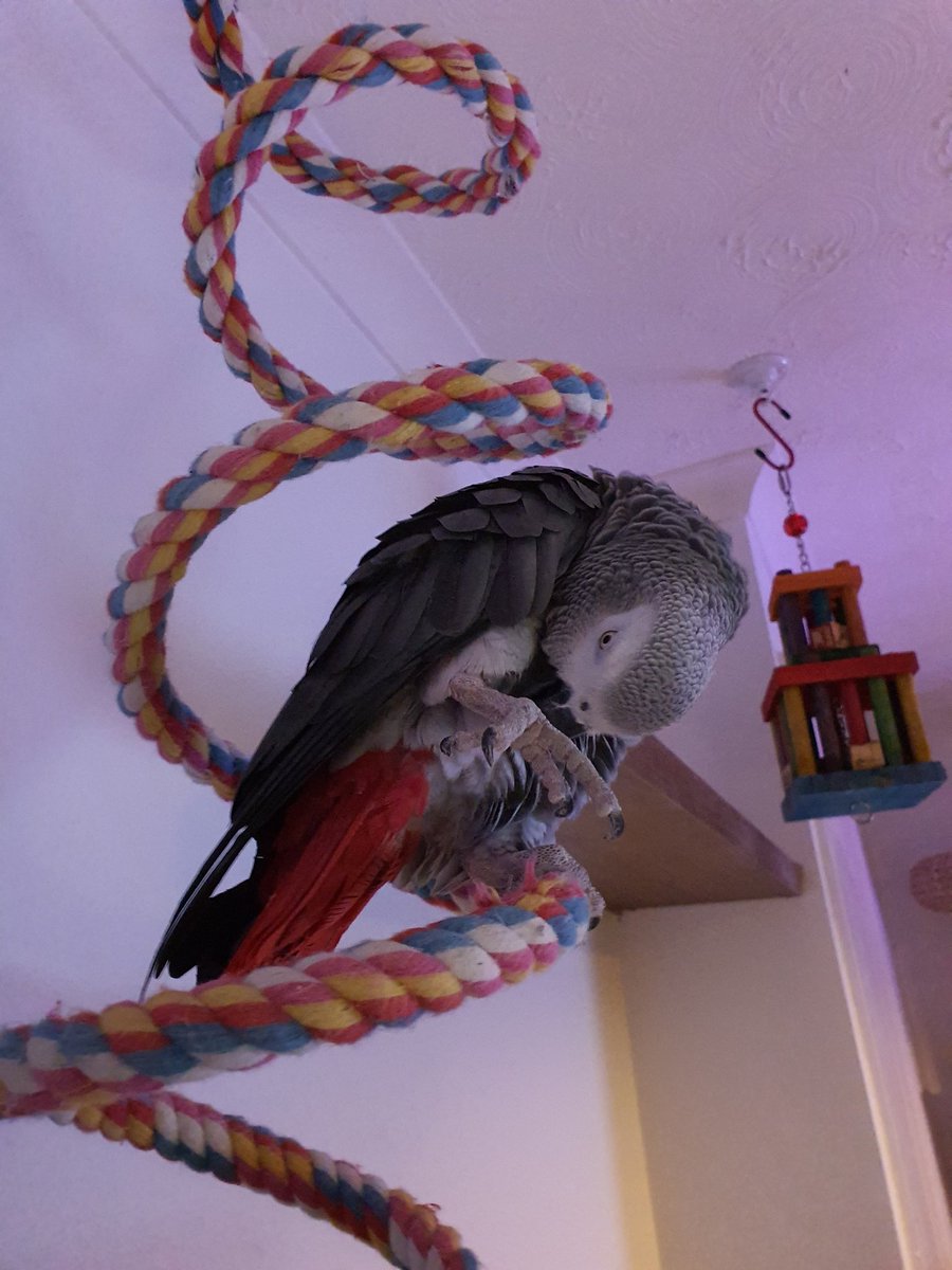 Happy Friday, everybirdy!
I'm getting ready for the weekend! 😎