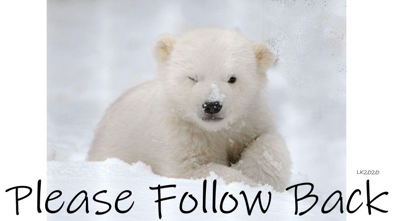 Poly Bear tweet media