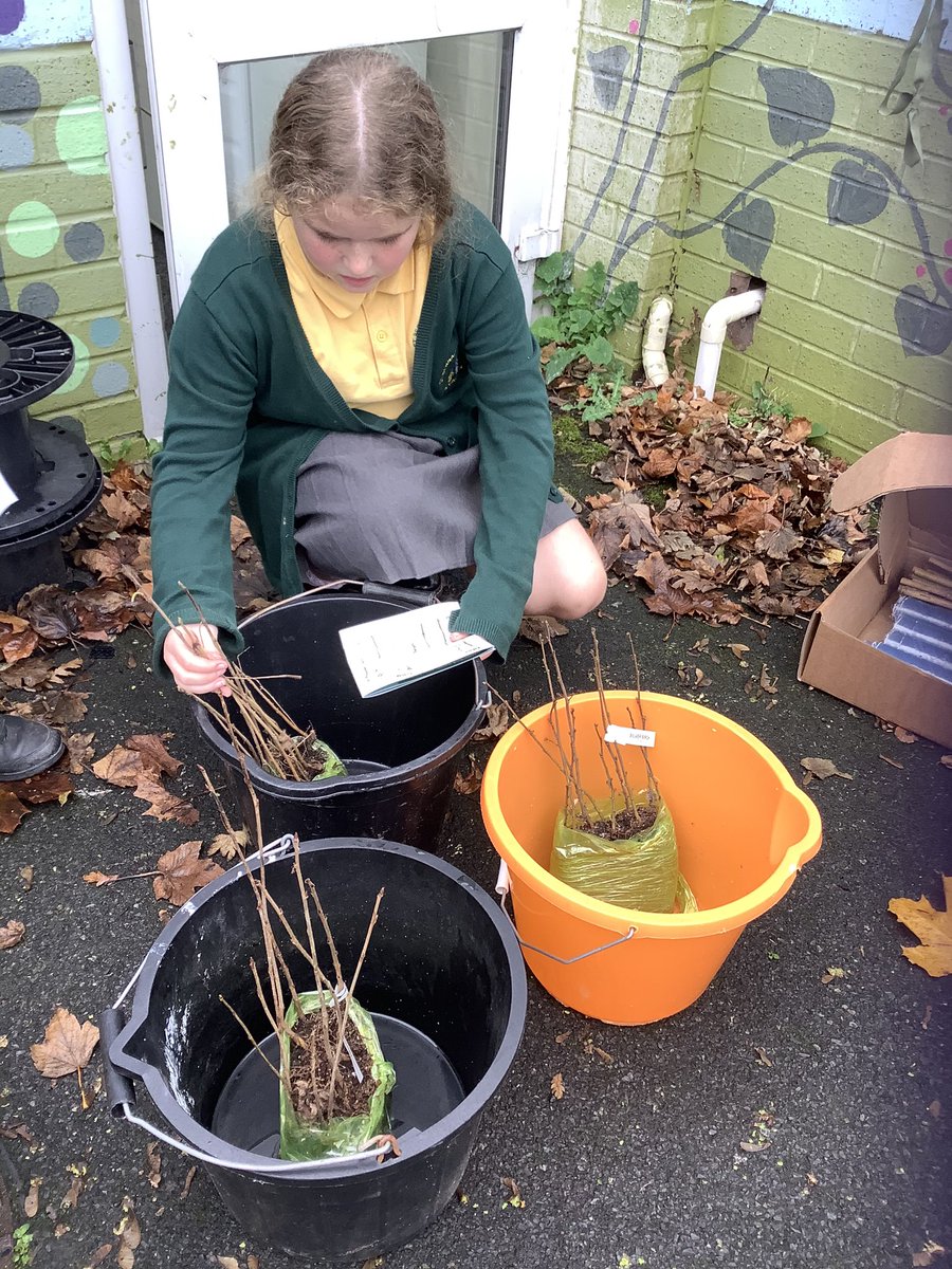 rquellinsclass's tweet photo. Eco Club are looking forward to planting our saplings next week to make our school a greener place 🌲🌿🌳 #berniesplanetprotectors #ecoclub https://t.co/7QqNMFTOEE