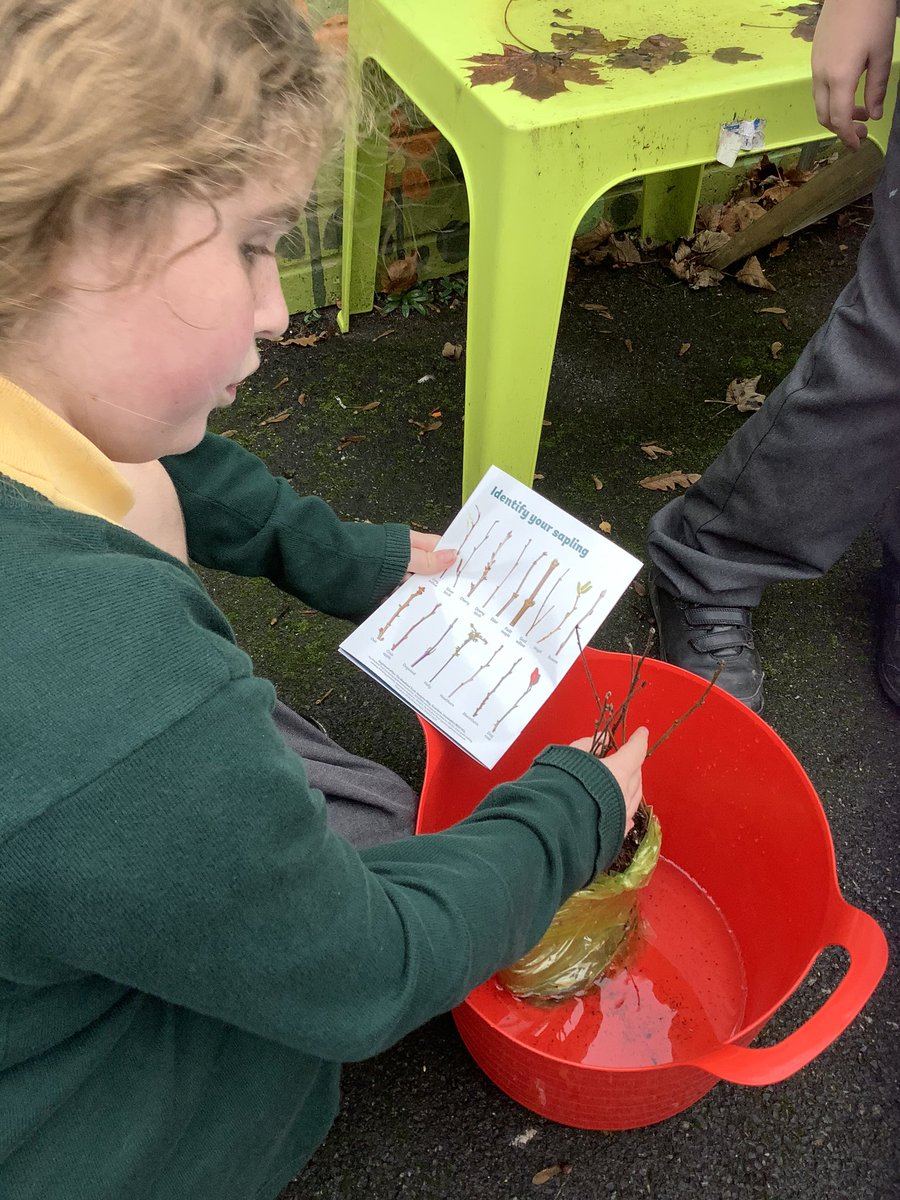 rquellinsclass's tweet photo. Eco Club are looking forward to planting our saplings next week to make our school a greener place 🌲🌿🌳 #berniesplanetprotectors #ecoclub https://t.co/7QqNMFTOEE