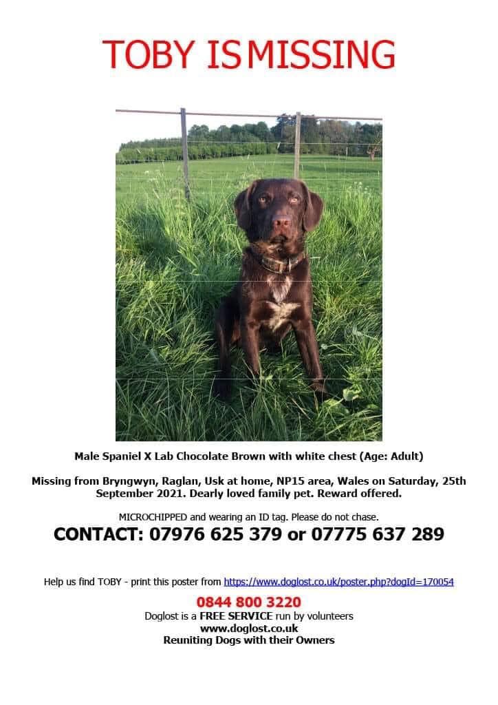 The_Animal_Team's tweet photo. Male #SpanielX #Toby is still #missing from home #Bryngwyn #Raglan #Usk #Wales #NP15 area, since Saturday 25/9/21. He was chipped & wearing an ID tag. https://t.co/r8VhwGAC5L #dogs #dogsoftwitter #MissingDog https://t.co/zyEjIh3rUG