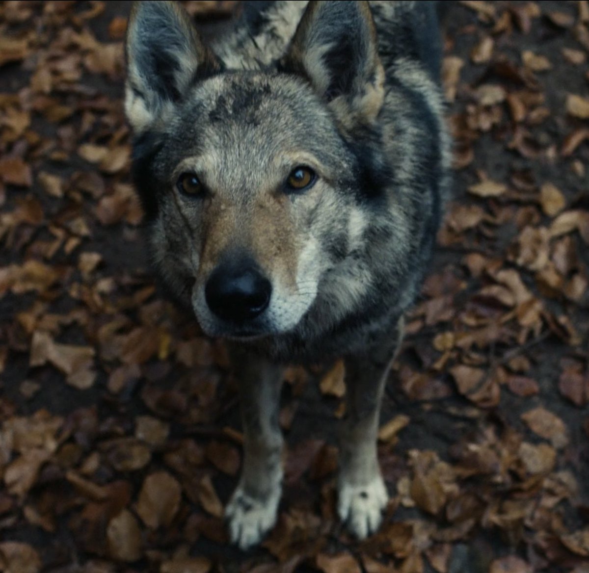 JaimAybara's tweet image. Good boi!