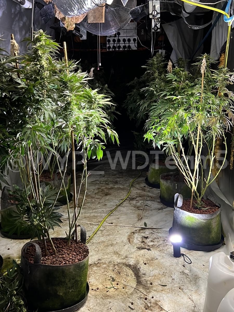 WYP_WDTeam5's tweet photo. #WT49 took over a cannabis farm from @WYP_Patrolteam4 in Hemsworth first thing. Once @RSSS_HQ had processed the scene, #WC10 had the job of dismantling it. That's an estimated 300 plants off the streets of West Yorkshire!

#TeamWork
#WDTeam5

@WestYorksPolice 
@WakefieldPolice https://t.co/YGnyu7i5Ak