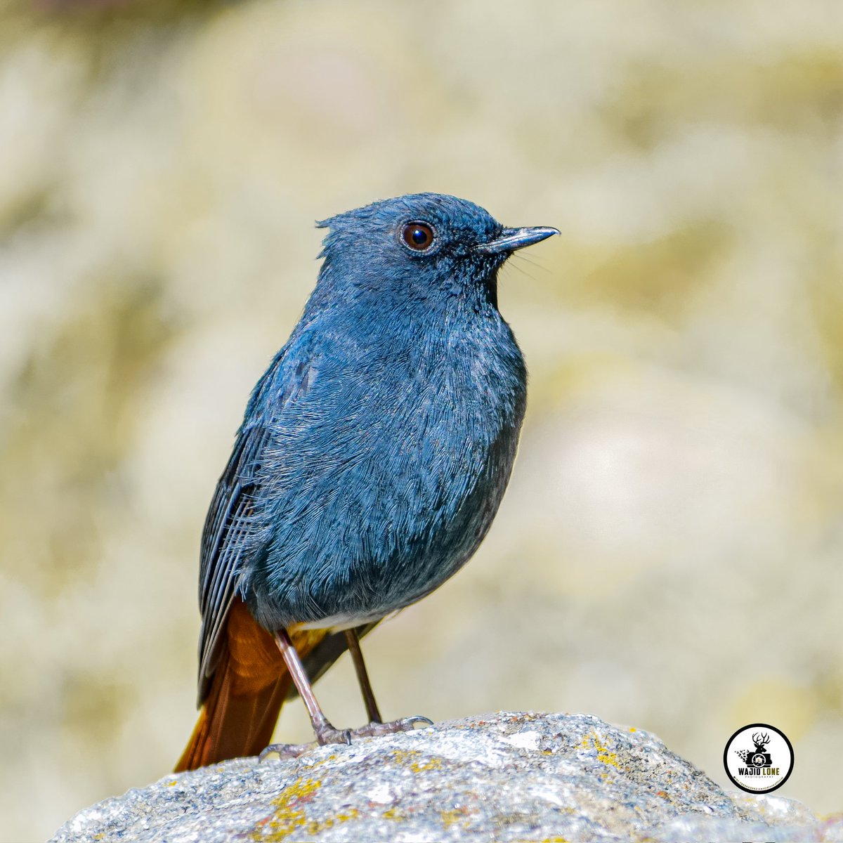 Plumbeous water redstart

#birds #birdwatching #wildearth #wildlifephotography