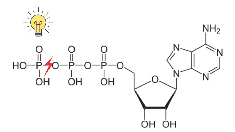 The third phosphate bond of ATP is hydrolyzed (broken down) to form ADP and Pi, the breaking of this bond releases energy that can be harnessed to do cellular work.