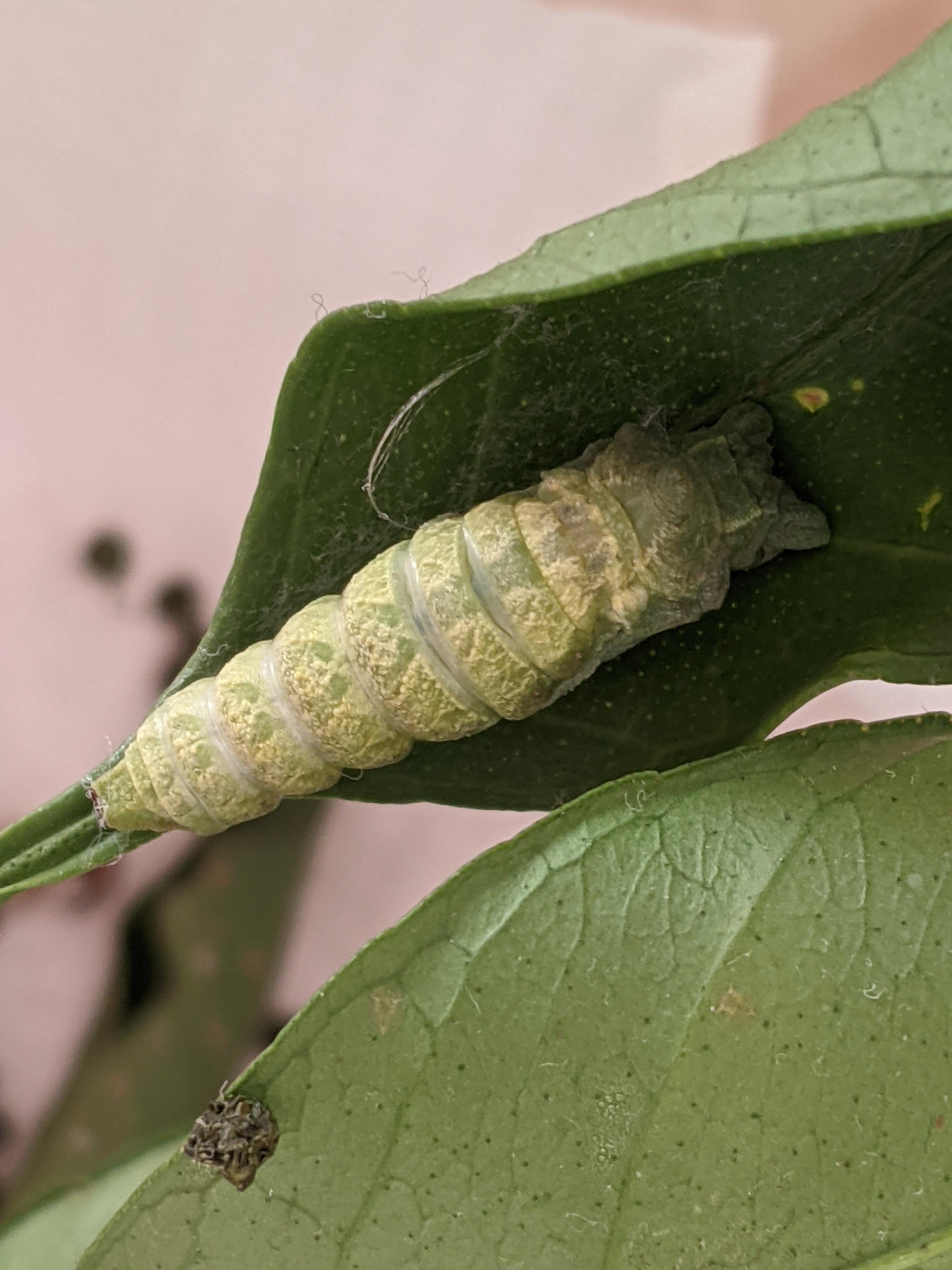 تويتر 華音على تويتر 昆虫 青虫 蛹https T Co 1evp4gcbc2