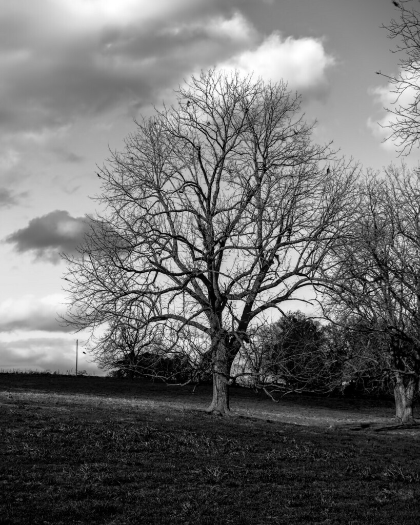 PhotosSikes's tweet photo. Let Your Light Shine In This Darkness
#darktable_raw #raw_bnw #raw_trees #raw_landscape #blackandwhitephotography https://t.co/XrWHu0gLSG https://t.co/pqyJHMuj9e