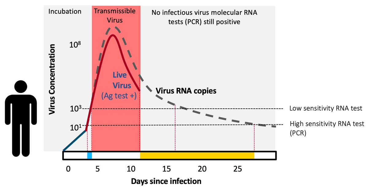 BrusJulian's tweet photo. Rapid antigen testing in real-world setting in double vaccinated individual (photo 1). It correlates with viral kinetics (photo 2). Starts to get negative 7-9 days after onset symptoms with high CT value (photo3). PCR could be positive for long time. @michaelmina_lab https://t.co/M6bEVfTGRZ