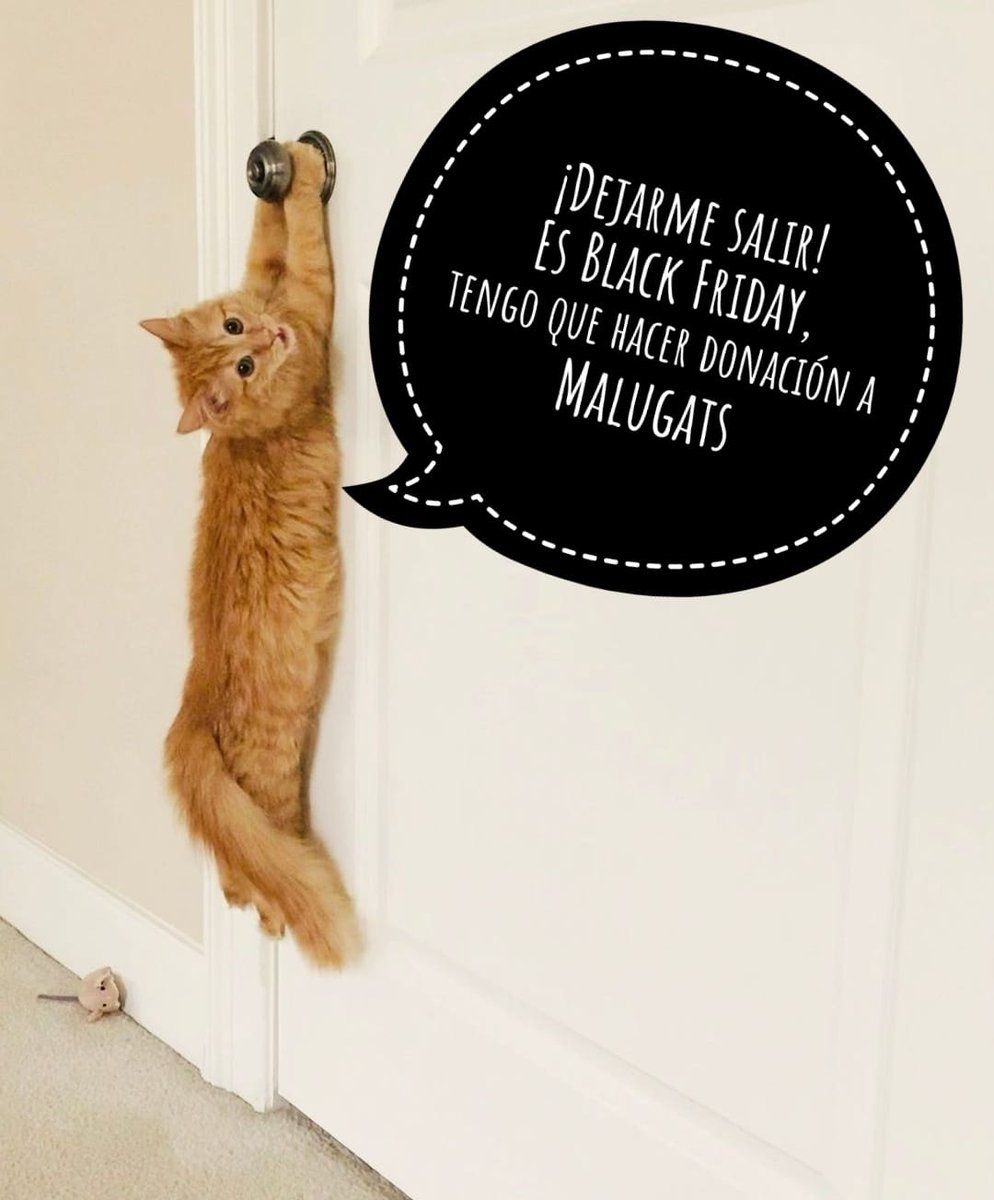 CMalugats's tweet photo. #malugats #blackfriday #coloniasfelinas https://t.co/VoufbdDPrh