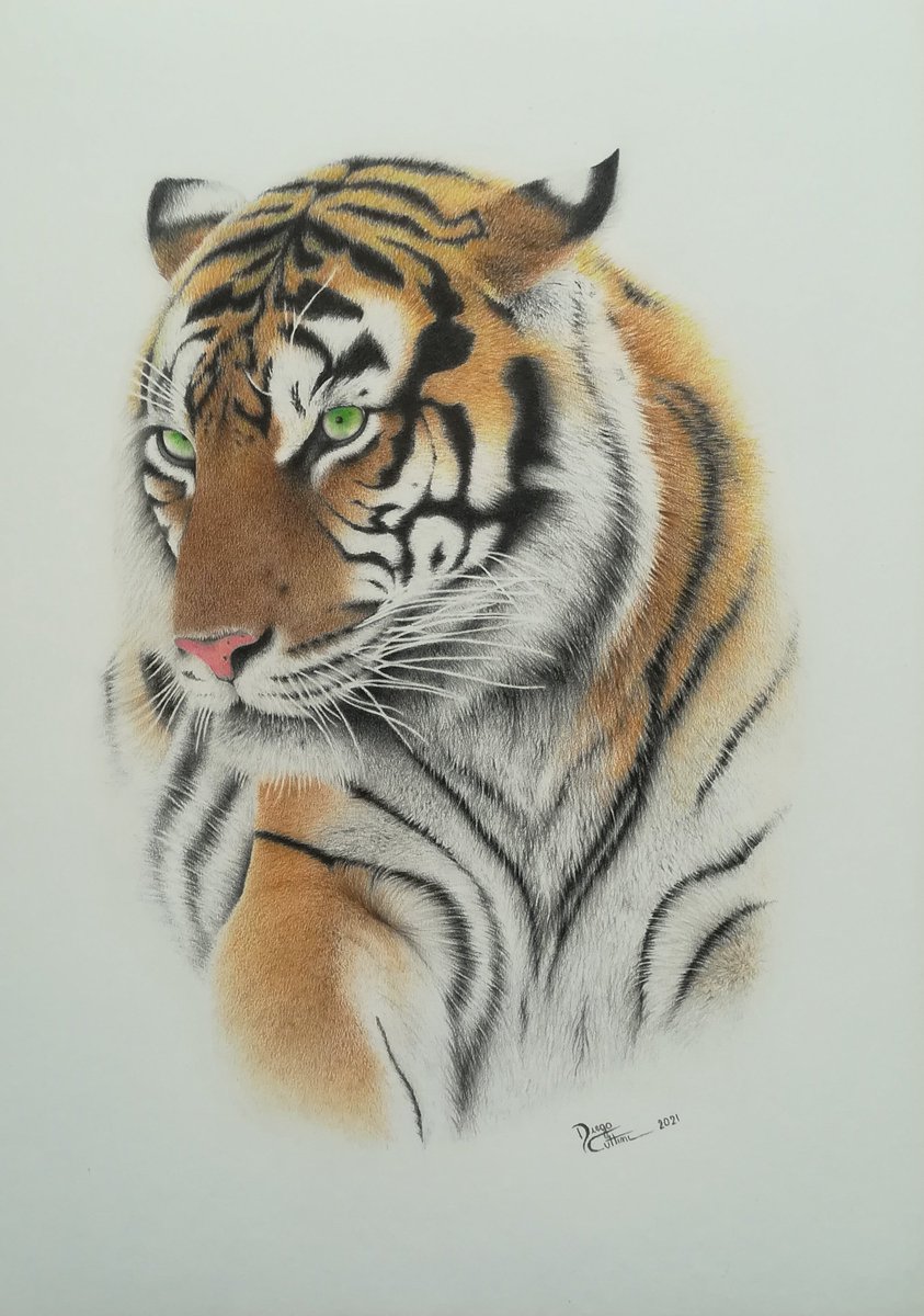 Giraffe artwork | color pencil drawing print | wildlife art | artwork  signed by artist G Tymon | 2 sizes Ltd Ed | animal portrait watercolor, image size:843x1200