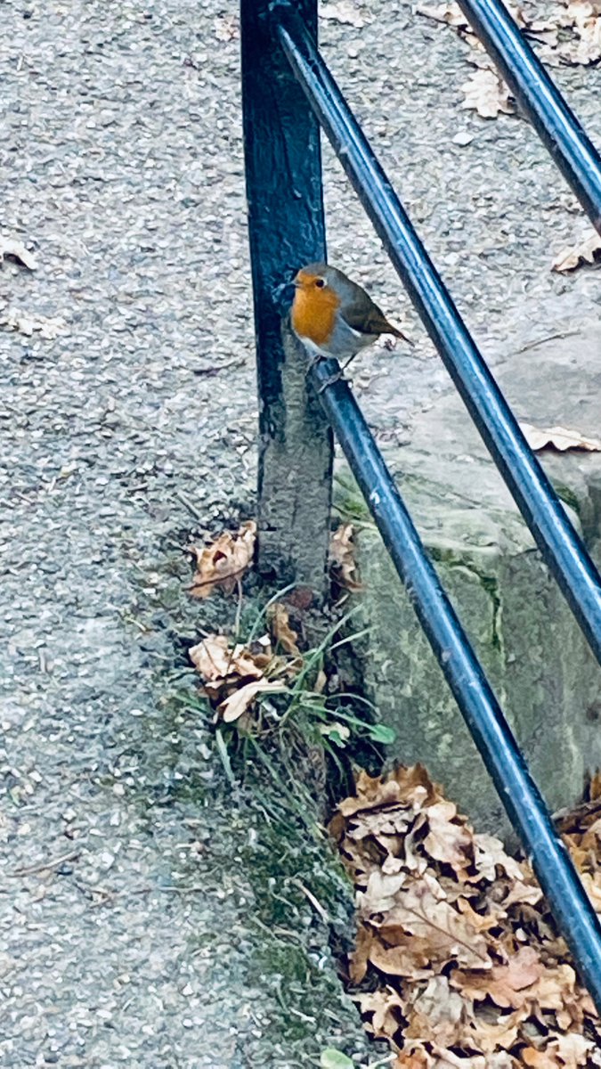 Dr Chris Haan tweet media