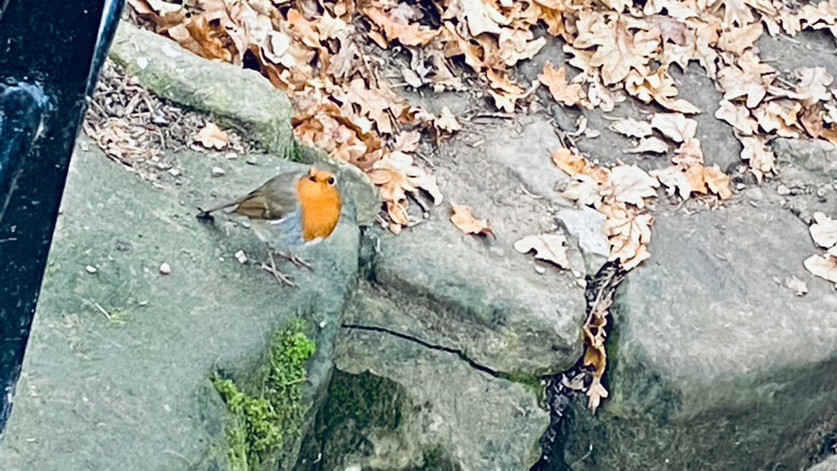 Dr Chris Haan tweet media