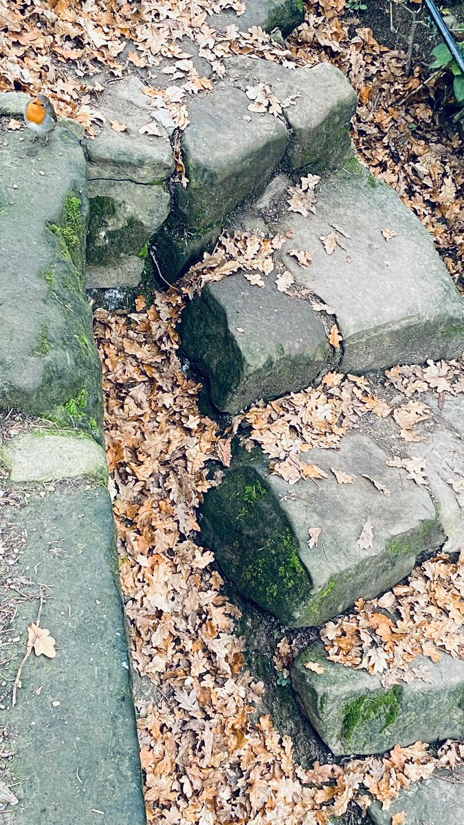 Dr Chris Haan tweet media