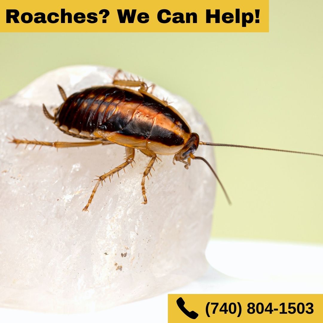 ConvenientPest's tweet image. Have you noticed something that resembles coffee grounds around the home? This is a sign of cockroaches! #SignsOfPests #PestSolution bit.ly/3vqoo0X