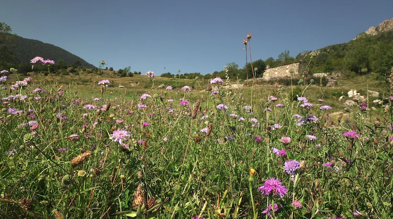 navarro_alb's tweet photo. Europe's butterflies 🦋 are vanishing as small farms disappear

Industrial farms &amp; abandoned ones are both bad for #butterflies. Researchers in Spain are trying to combat the trend, one "micro-reserve" at a time

https://t.co/T4PPjFQngS

#coservation #meadows #grasslands https://t.co/eTP5sV4jg6