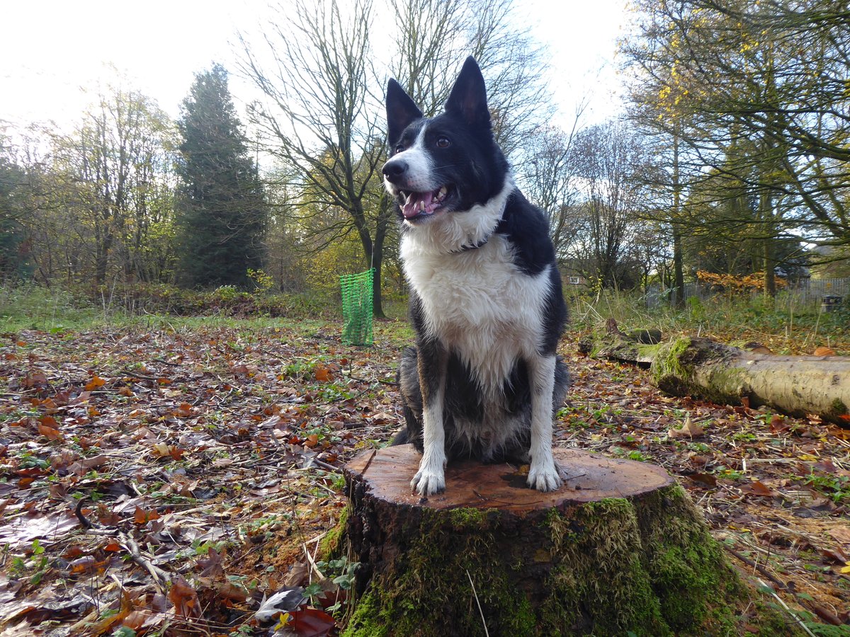 Border Collie Barney sheepdog (@Barneysheepdog) / Posts / X