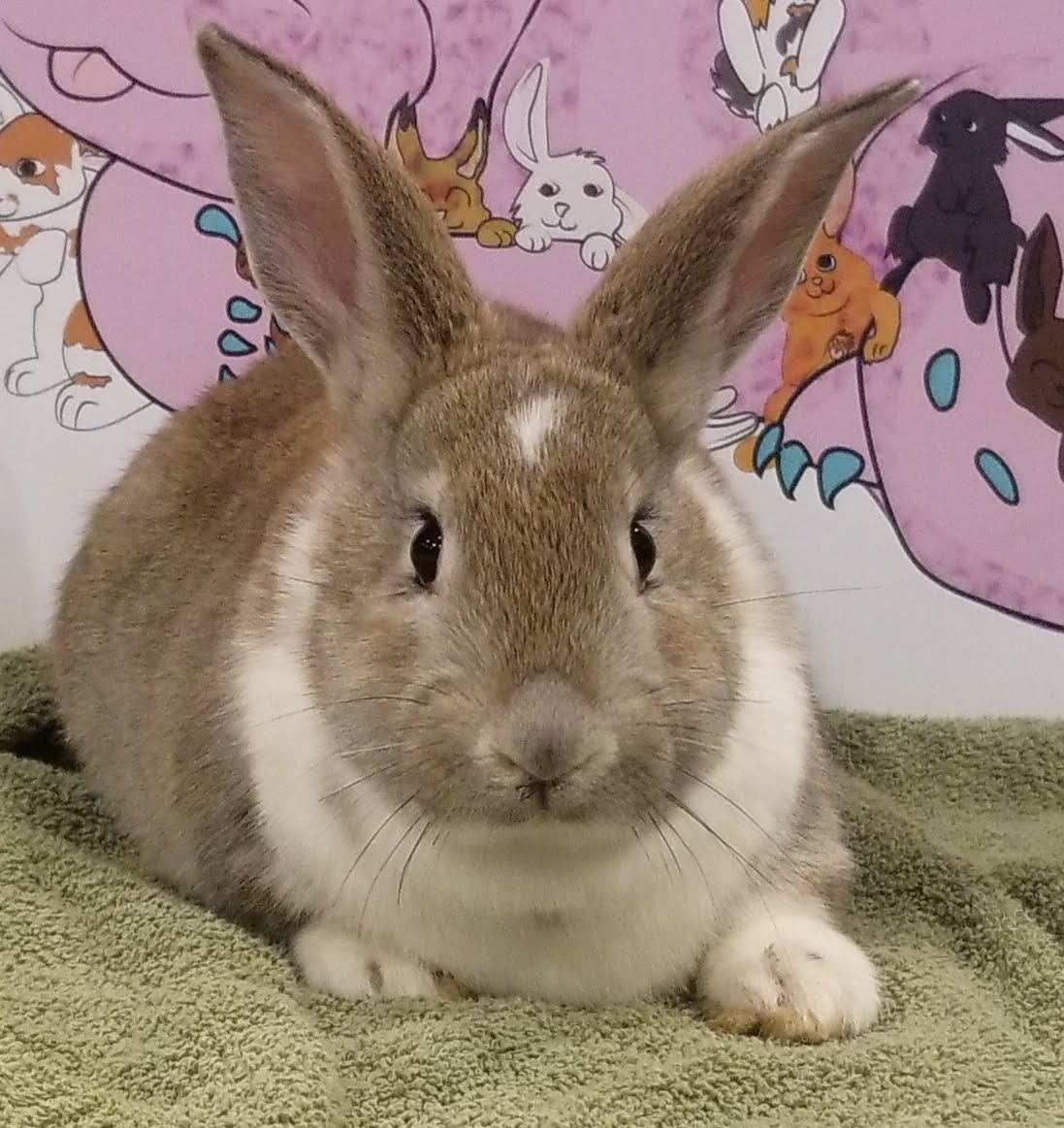 paint27's tweet photo. If anyone is near Bedford IN and would like to learn how to butcher. I lost my Farm in a divorce yeasterday, and need to downsize about 25 rabbits this weekend. https://t.co/cM7frNTXun