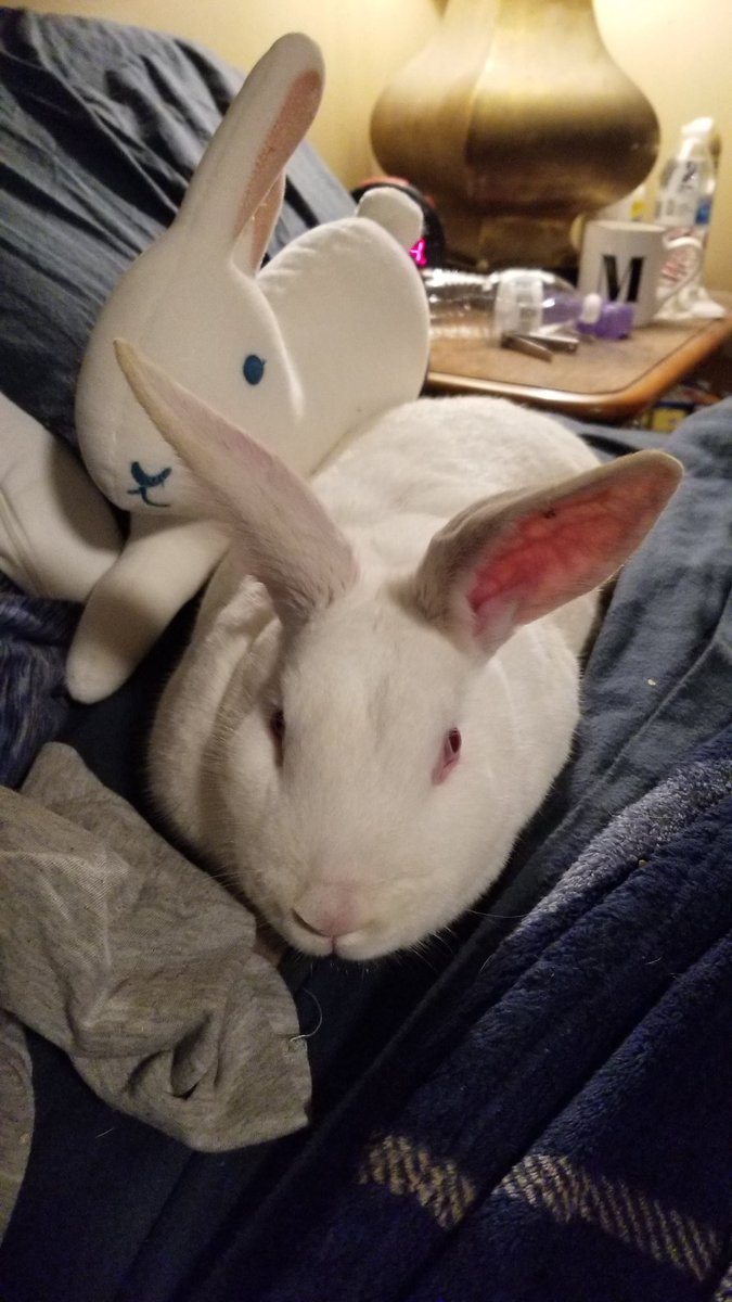 paint27's tweet photo. If anyone is near Bedford IN and would like to learn how to butcher. I lost my Farm in a divorce yeasterday, and need to downsize about 25 rabbits this weekend. https://t.co/cM7frNTXun