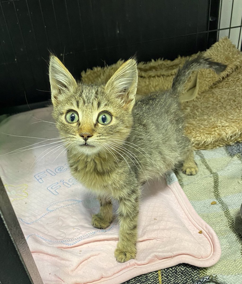 ANKARA
Bu boncuk gözlü güzel kız 2 aylık, iç-dış paraziteri yapıldı. 10 gün önce bulduğumuzda besinsizlikten, soğuktan çok güçsüzdü, şimdi turp gibi oldu. Göbişini sevdirmeye bayılıyor.Çok acil kalıcı yuvasını arıyorum, klinikte fazla zamanımız yok, lütfen paylaşın.🧡05325267014