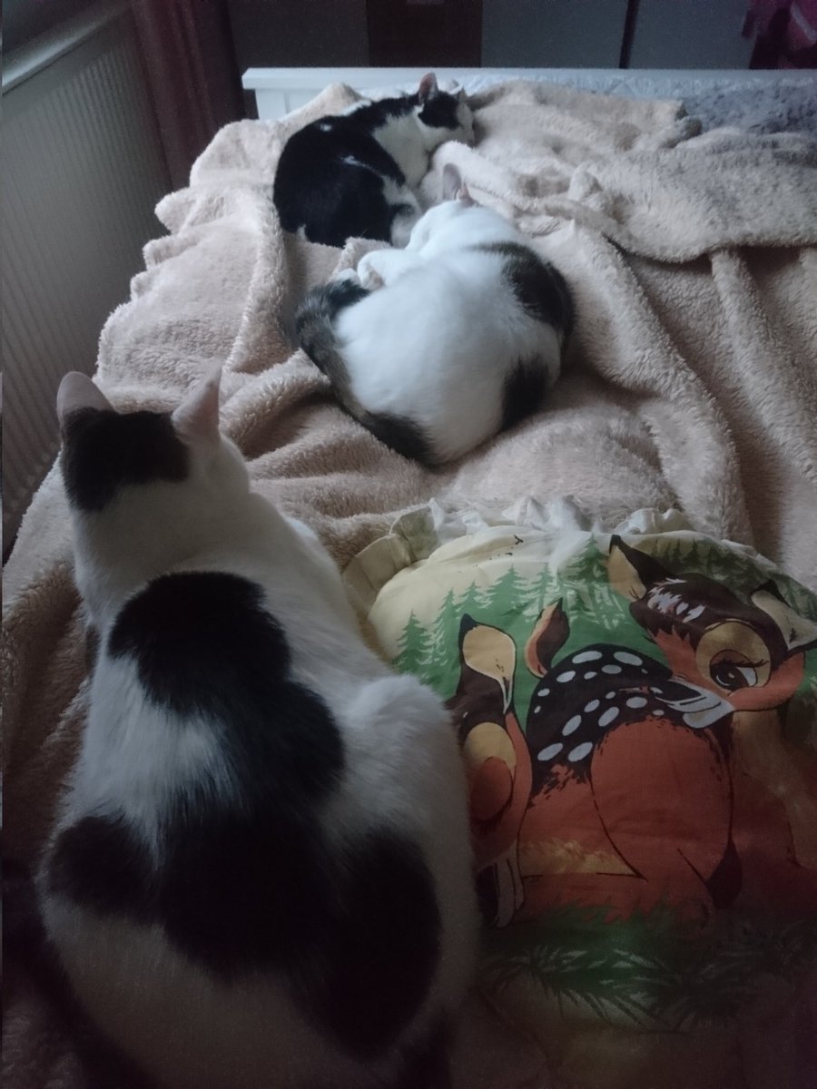 AkikoYuOfficial's tweet photo. Wenn man Abends versucht ein zuschlafen hat man nie Platz und das gleiche Bild gibt es am nächsten Morgen 😪💕🐈
#akikoyuzuki #katzenrudel #neko #catcontent #schlafen #jedentag #keinplatz #kuscheln #knuddeln #ichschlafezukünftigaufdemboden #sovielliebe https://t.co/vwWI1EoaIA