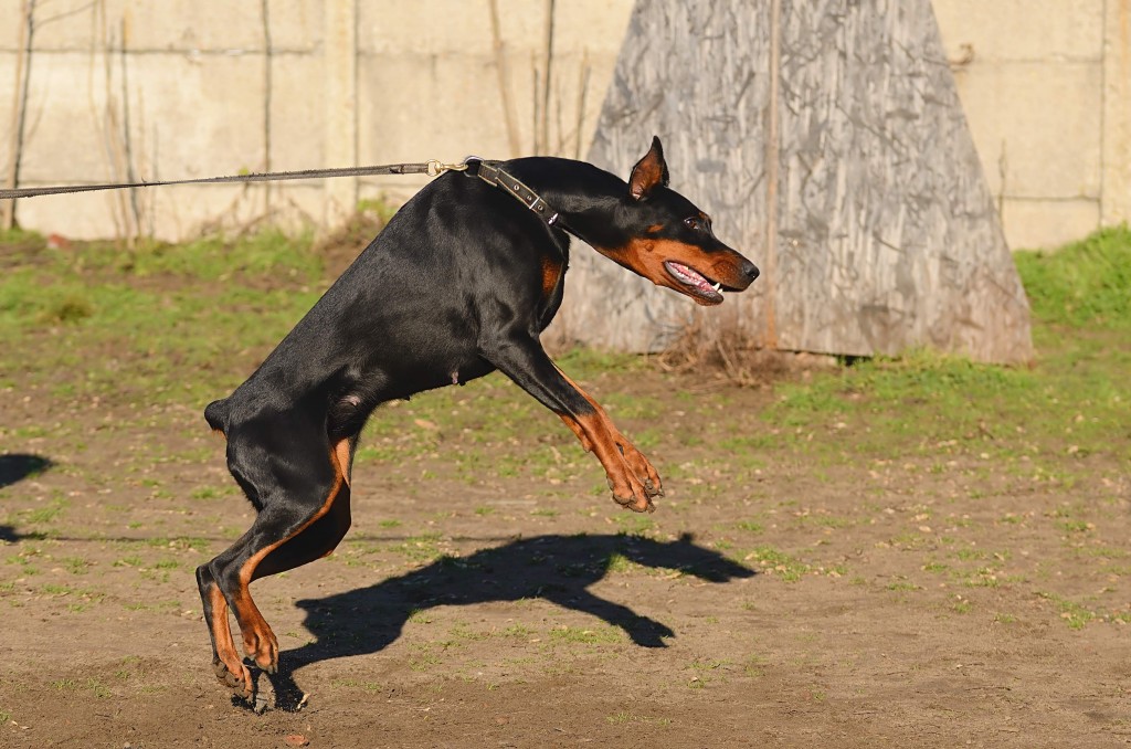 RichHillAH's tweet photo. Our pets occasionally develop issues with other animals, #separationAnxiety, etc. #DrIssamKadri is experienced in dealing with aggression, destructive behaviour and compulsive barking, among others. #animalHospital https://t.co/yAVfNGdUx3 https://t.co/54r61mPpmP