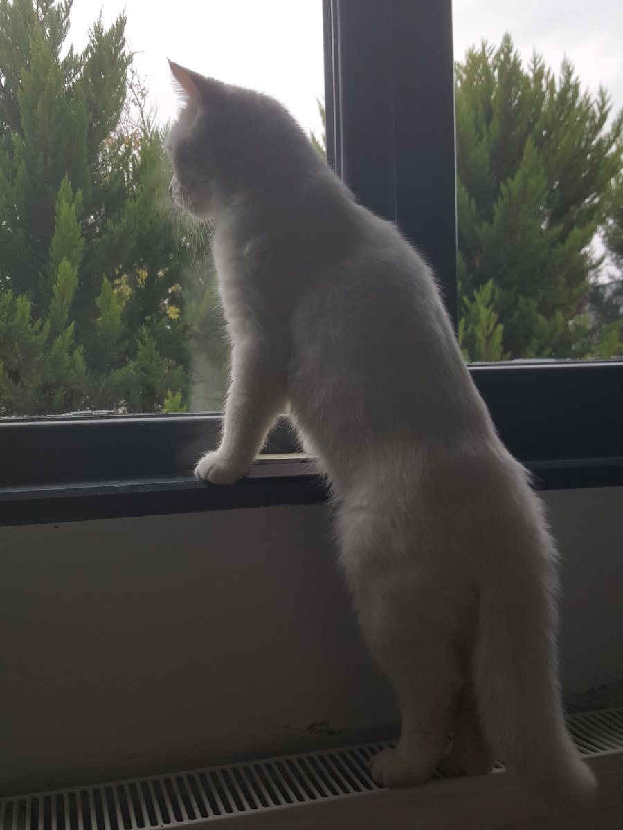 Sapioseksuel1's tweet photo. Niv home🤣 https://t.co/1dFr9Yp4F1