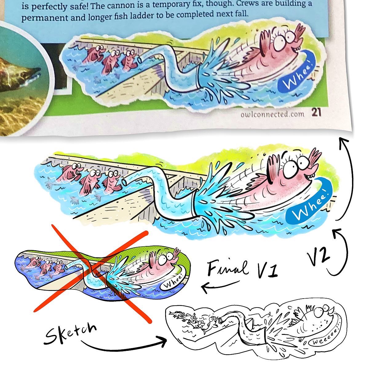 paulajbecker's tweet image. The last of the spot #cartoons &amp;amp; the #magazinespread This is about helping #salmon swim upstream! I again redid the final. Didn’t like the colours &amp;amp; background &amp;amp; the line around it. #cartoon #childrensmagazine #kidlitart #kidlitillustration #childrensillustration #helpinganimals