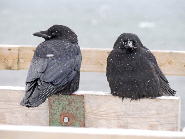 stan_sdcollins's tweet photo. Two crows downtown yesterday morning who did not seem that impressed with the snow. Today they are somewhere hiding from the rain. https://t.co/s77dJVBuYw