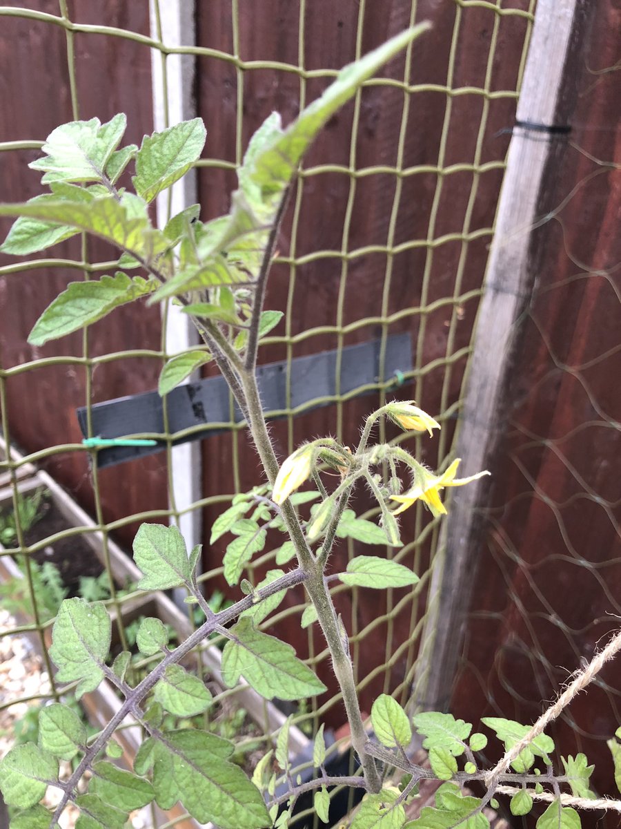 LettsomGrow's tweet photo. Can anyone confirm that it’s past mid-November please? #GrowingStrong #LettsomGrow @Projectsurgery1 https://t.co/AjAK2N2bhX