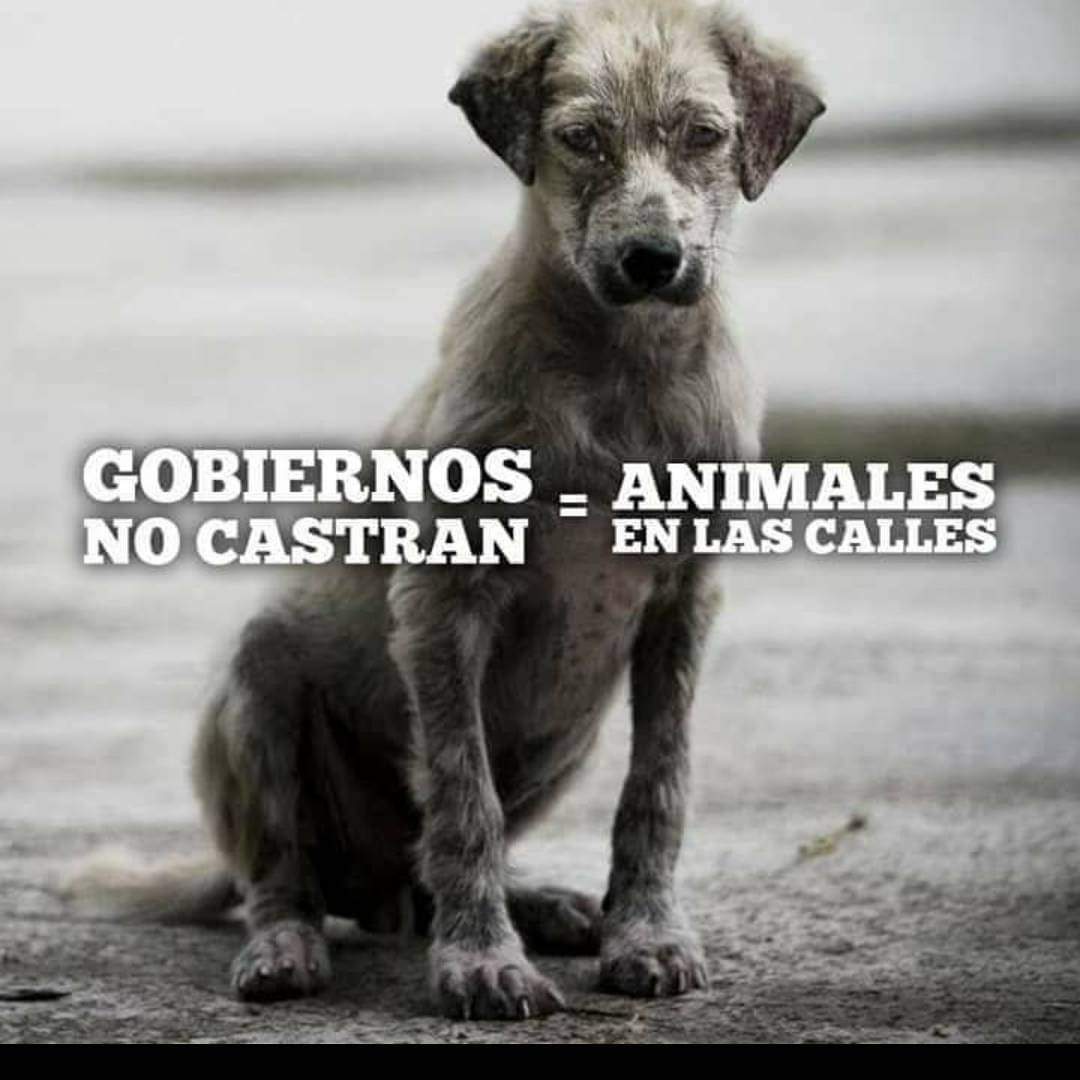 refugioenalerta's tweet photo. #esterilizaressalvarvidas reclama a tu municipio x castraciones si #zoonosis no las realiza https://t.co/4Y9OGJJp7P
