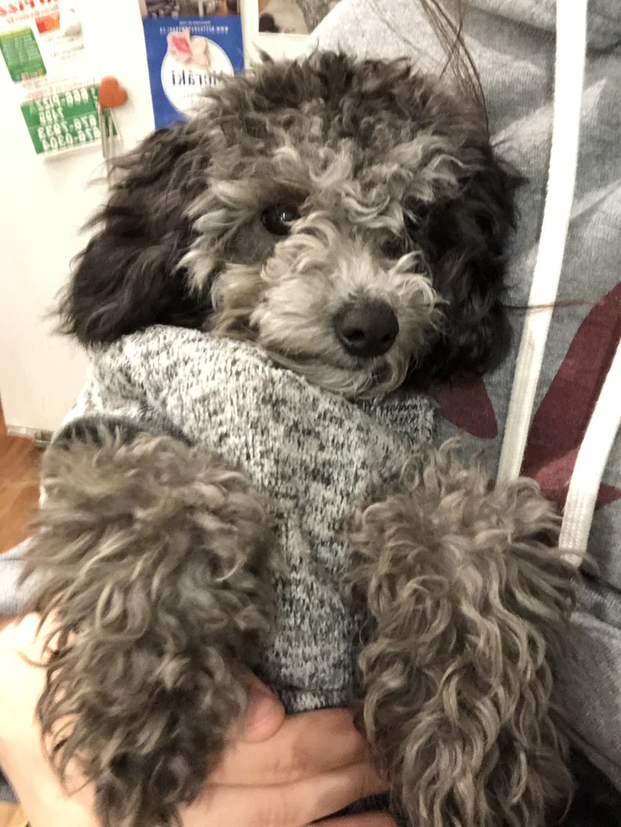 linedpaper04's tweet image. my dog maurice