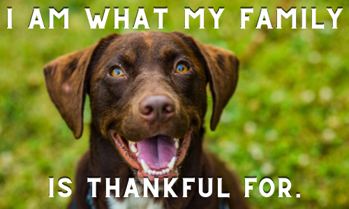 Basic_Dog_Mom's tweet photo. This pup speaks the truth.

https://t.co/SIrLb5gB46

#dogquotes #funnydogquotes #dogmom #dogmomquotes #thanksgiving #thanksgivingquotes #thanksgivingdogquotes https://t.co/1zIodG6IH6
