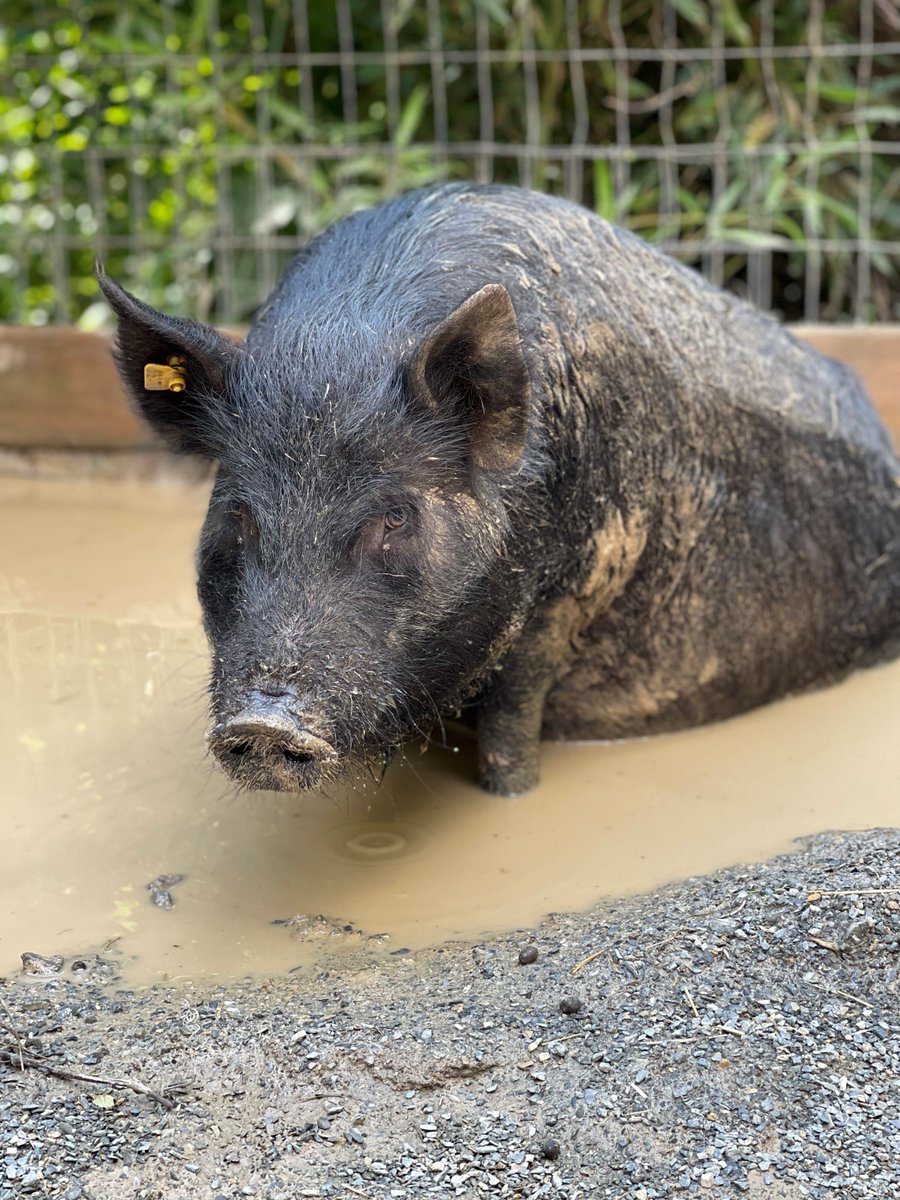 MillMountainZoo's tweet photo. #FunFactFriday The American guinea hog was once the most numerous breed of domesticated #hog found in the Southeast United States. #heritagebreeds #domesticatedanimals #pigs #americanguineahogs #AGH #animals #cuteanimals #Roanoke #noke #MMZ #millmountainzoo #mmzoo #RoanokeVa https://t.co/USpK5GPZrI