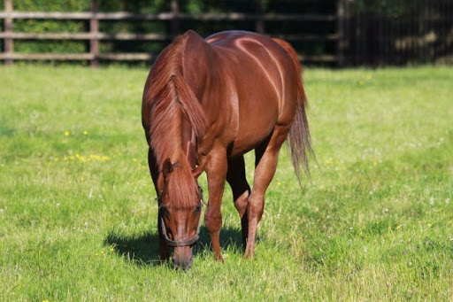Cheveley Park Stud tweet media