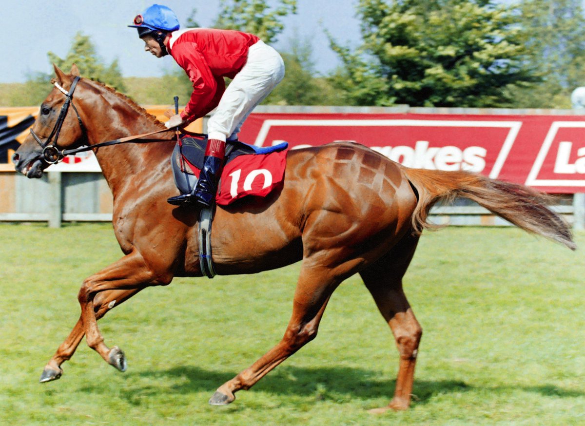 Cheveley Park Stud tweet media