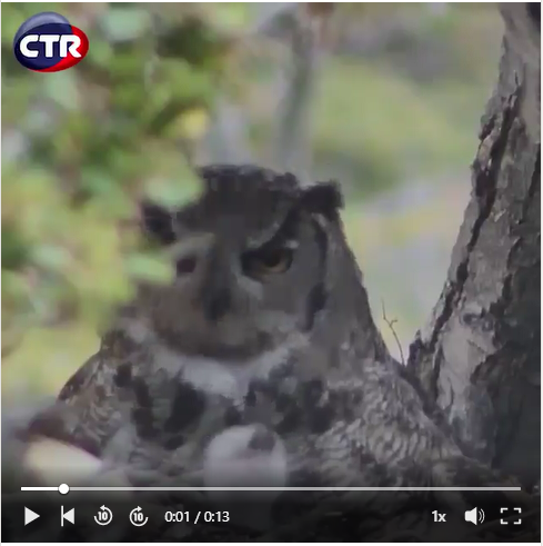 IDICAMChile's tweet photo. 👏Gracias a una iniciativa @CTR_Chile 🤝empresa socia  @IDICAMChile , se monitorean huevos de Tucúquere o #BúhoMagallanico 🦉por medio de fenocámaras conectadas a la #FibraÓpticaSubmarinaMagallanes

Sigue la transmisión en vivo
https://t.co/uK5N6Rno4l https://t.co/G2iaDUcHhb