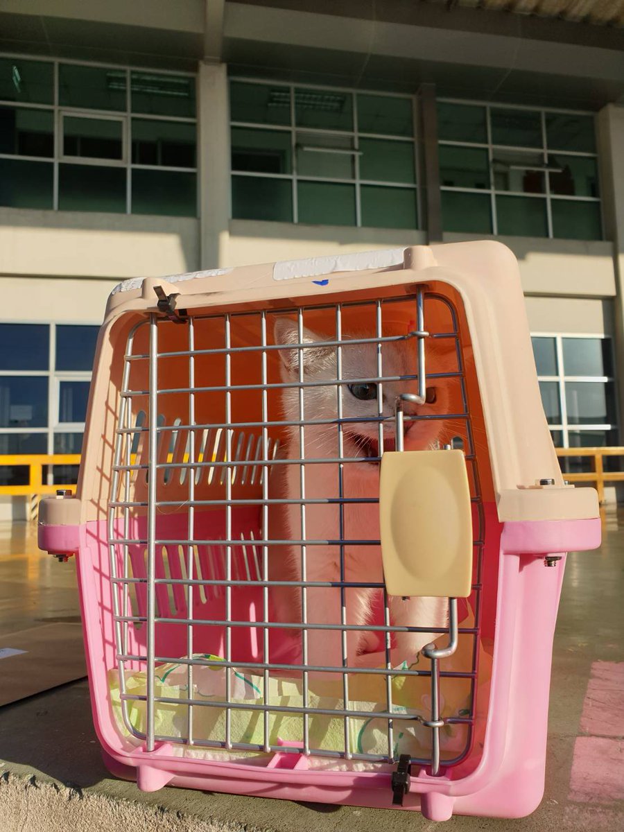 kvcatimport's tweet photo. นำเข้าน้องแมว และนำส่งให้ลูกค้าเรียบร้อยแล้ว
ขอขอบพระคุณครับ
https://t.co/ZmgLHQs2q2
#แมวนำเข้า #แมวรัสเซีย 
#petexport #petimport #บริติส
#britishshorthair #นำเข้าแมว
#บริการขนส่งสัตว์เลี้ยงระหว่างประเทศ
#ขนส่งสัตว์เลี้ยง  #นำเข้าสัตว์เลี้ยง https://t.co/oucafAIaAj