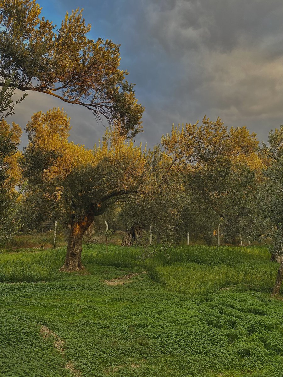 zeytin,
edremit.
batı.