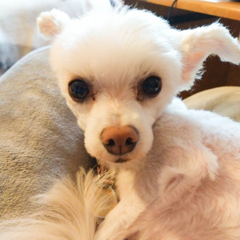Good day!

#Pet #Love #Pic