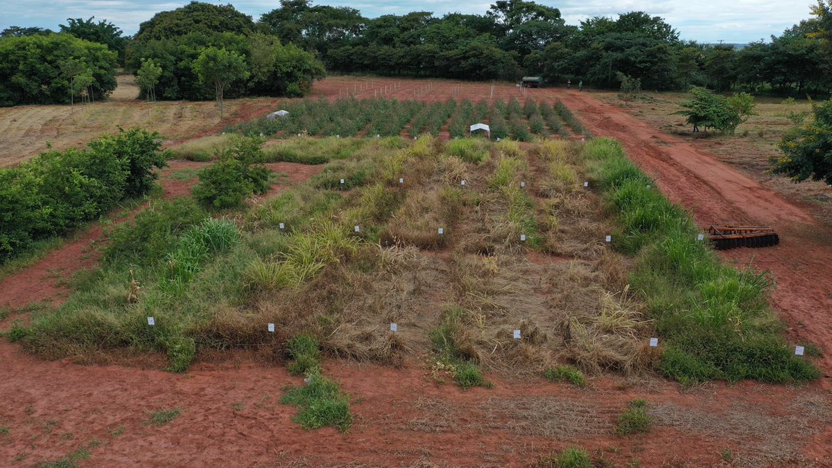 LeeaBrasil's tweet photo. Utilização de imagens aéreas para avaliação de estudos com plantas daninhas em áreas não agrícolas 🚁📸📚
🍀Compartilhe
🖥Visite nosso site!
💾Salve para ver depois
#floresta #eucalipto #pinus #plantadaninha #weed #science #pesquisa #herbicida #agro #biology #leeabrasil #unifeb https://t.co/vBxN1AKIuy