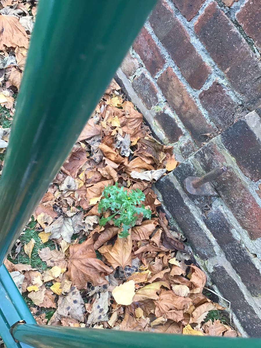 ABCPschool's tweet photo. #Class1D have been on a wild plant hunt! #ABScience https://t.co/8xhnZKAJCb