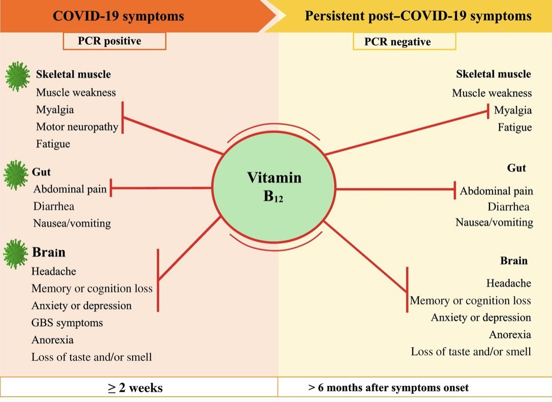 medicosergio's tweet photo. 🔵 El papel de la 𝘃𝗶𝘁𝗮𝗺𝗶𝗻𝗮 #𝗕𝟭𝟮 en las infecciones virales; el artículo de revisión describe la relación entre la #cobalamina con el eje músculo-intestino-cerebro y sus implicaciones para la infección por SARS-CoV-2 #COIVD19
Liga:
https://t.co/0L3G2KXnH0 https://t.co/geoBQJoFtO