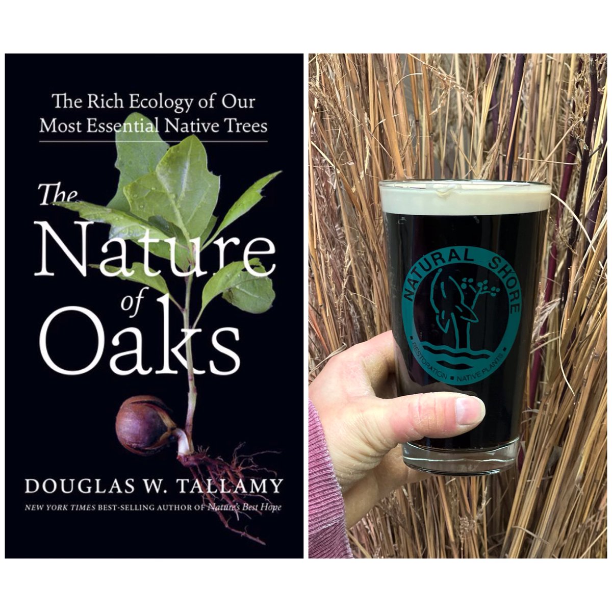 natshoretech's tweet photo. Want to get together and talk about amazing trees?! Mark your calendars for 5pm on Wednesday December 15th and meet NST staff at Boom Island Brewery to discuss Doug Tallamy’s new book, “The Nature of Oaks”. We’ll also have some fun giveaways! See you there! https://t.co/uqwzp5Pc9a