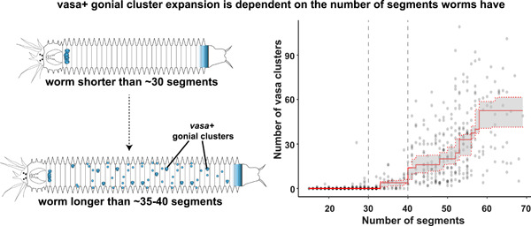 Our new publication is out in <a href="/JEZB1904/">@JEZ-B</a>! Segment number threshold determines juvenile onset of germline cluster expansion in Platynereis dumerilii. #Platynereis  #WormWednesday with Emily Kuehn, David Clausen, <a href="/briametzger/">bria</a> @RyannosaurusTex and <a href="/AmyDWillis/">Amy Willis 😻 amydwillis.bsky.social</a> 
onlinelibrary.wiley.com/doi/10.1002/je…